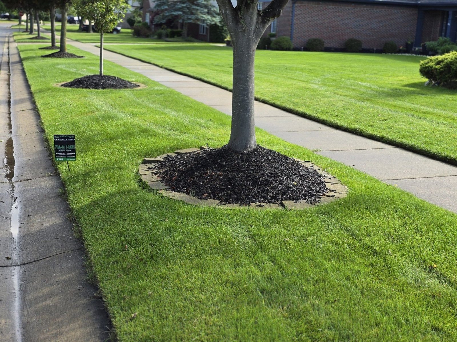 Tree and shrub care